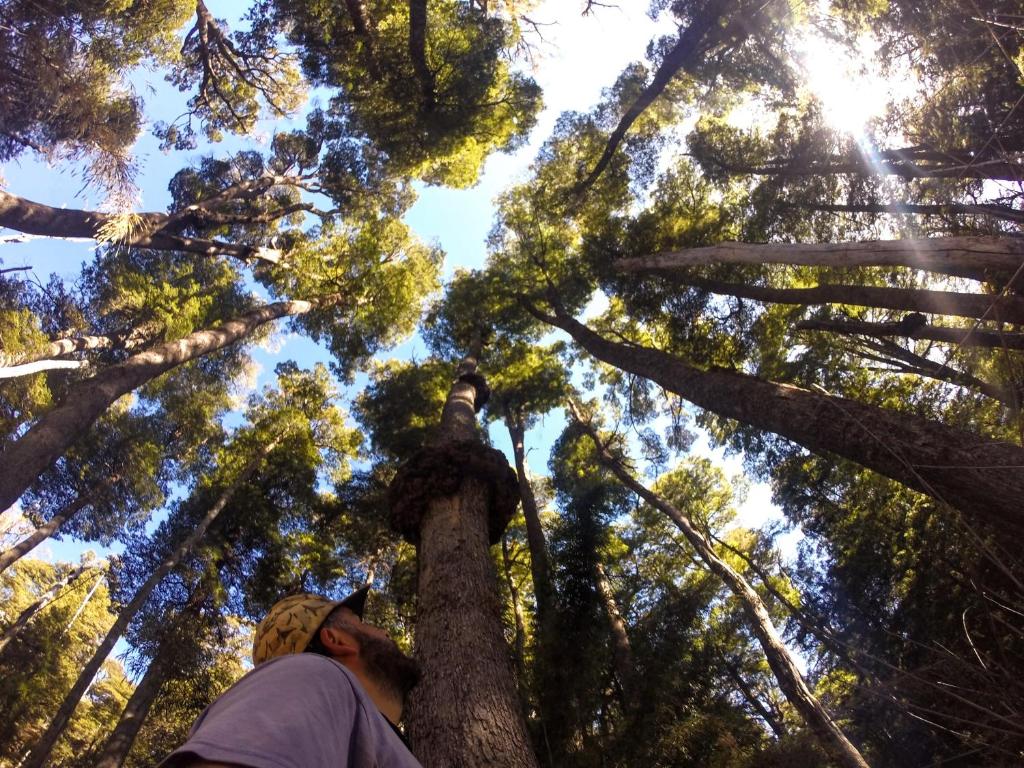 Hosté ubytování Solar de las Araucarias