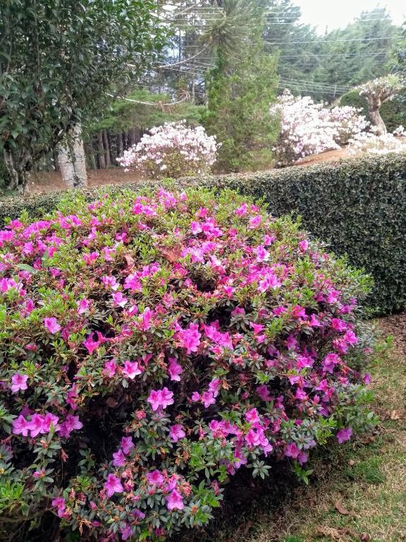  Pousada Casa Campos Bed & Breakfast