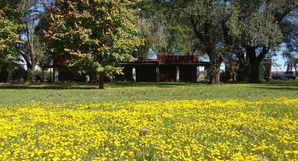 a field of yellow flowers in front of a building at Puesto Las Totoras in San Antonio de Areco