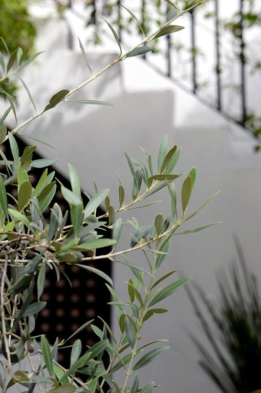 Fotografie z fotogalerie ubytování Casa de Los Olivos v destinaci San Miguel de Allende