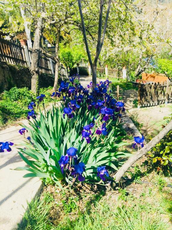 Zahrada ubytování Barranco de la Salud