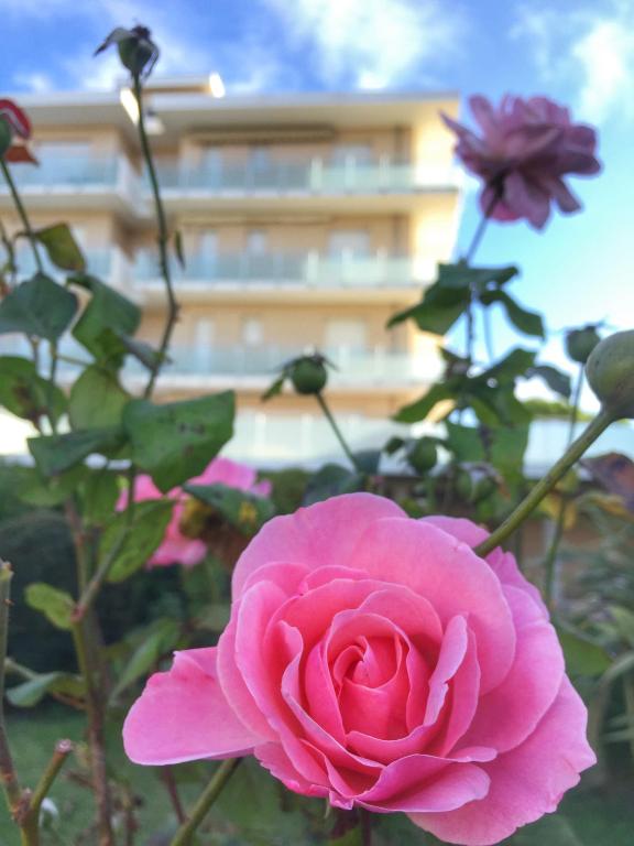 A garden outside Emozione Marina - appartamento fronte mare