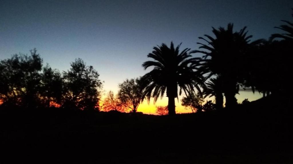 a sunset with palm trees in the foreground at Agriturismo Il Poderino in Tarquinia