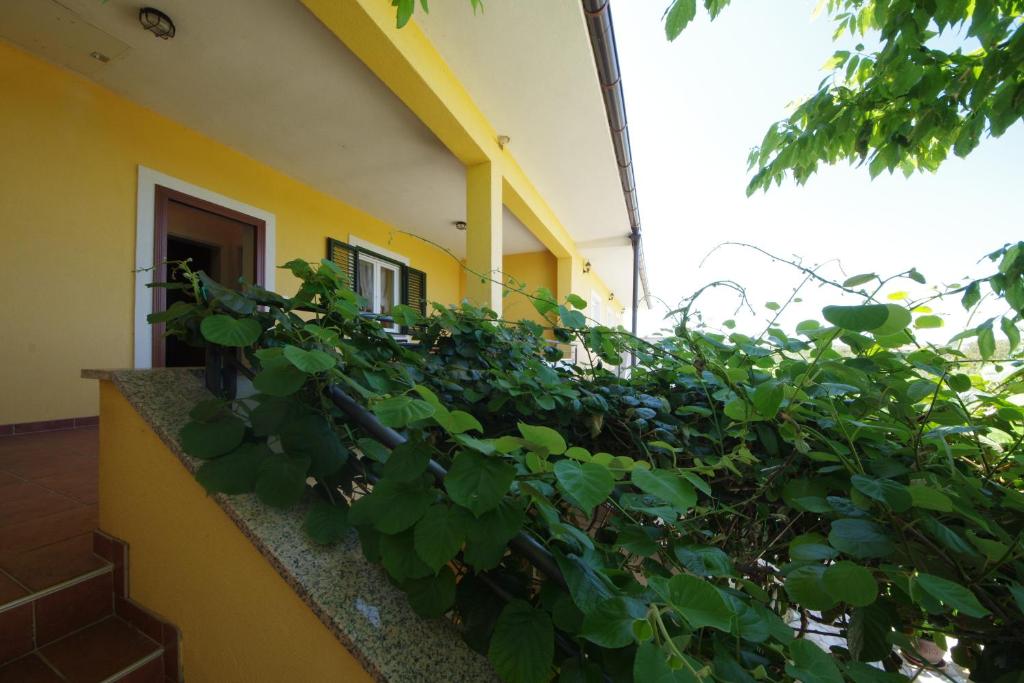 Zahrada ubytování Apartman Marija