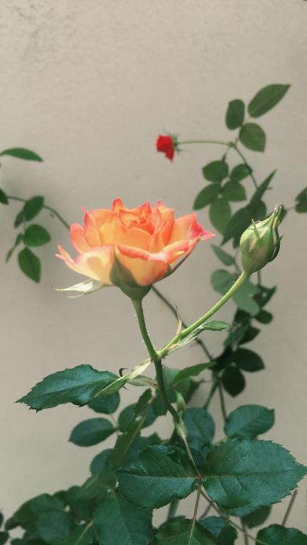 花蓮市的住宿－橋見幸福民宿，相簿中的一張相片