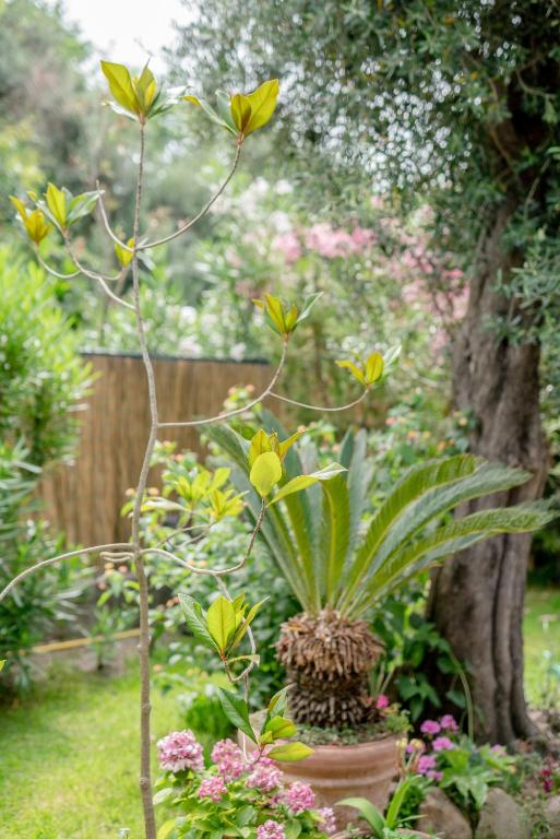a plant in a vase with flowers in a garden at Solcalante in Procida