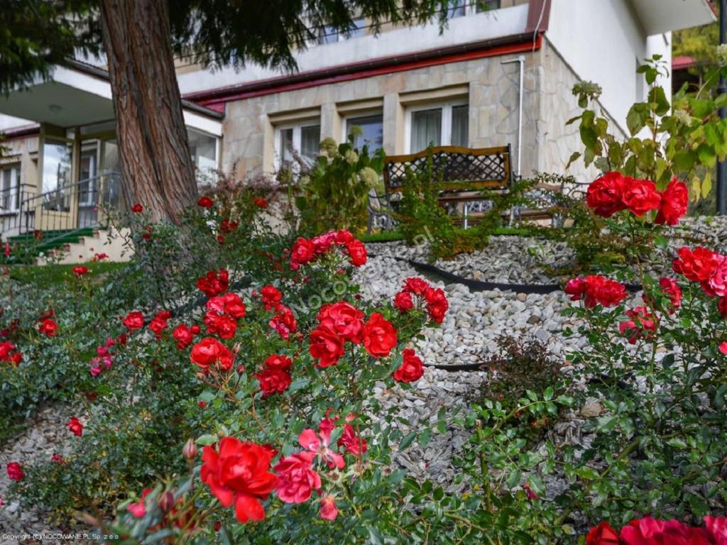 un jardín de flores rojas frente a una casa en Dom Wczasowy Sokolica, en Krynica-Zdrój