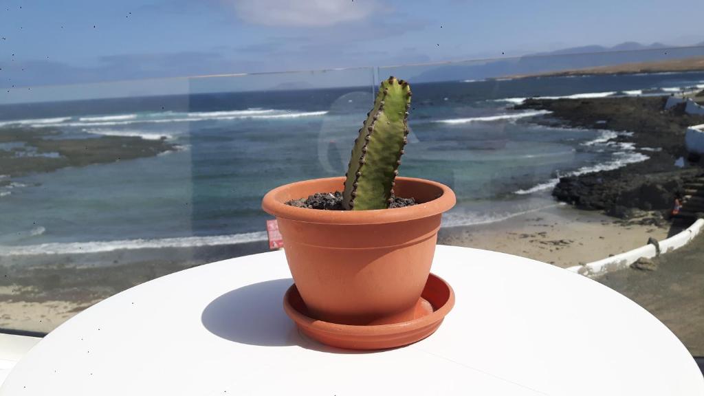 un cactus in un vaso appoggiato sopra una finestra di Caleta Caballo Beach a Caleta de Caballo