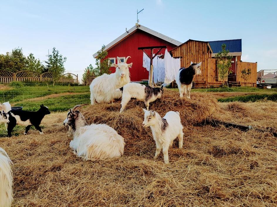 a herd of goats standing on a pile of hay at Skálatjörn Guesthouse in Skálatjörn