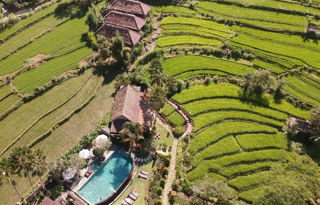 a green field with a bunch of green plants growing on it at Sawah Indah Villa in Sidemen