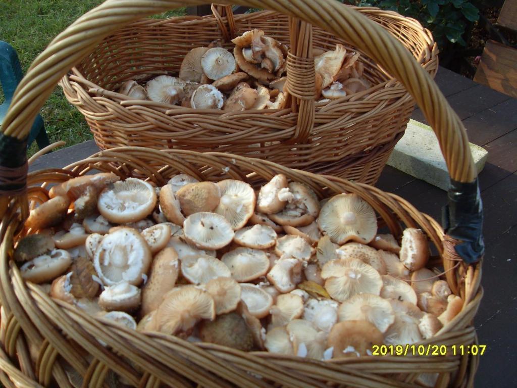 two baskets filled with mushrooms on a table at U Heleny i Piotra pokoje goscinne in Białowieża