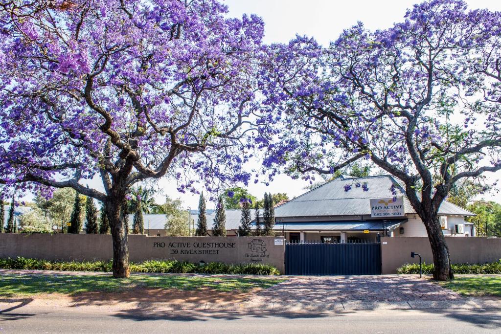 a group of trees with purple flowers in front of a building at Pro Active Guest House in Pretoria