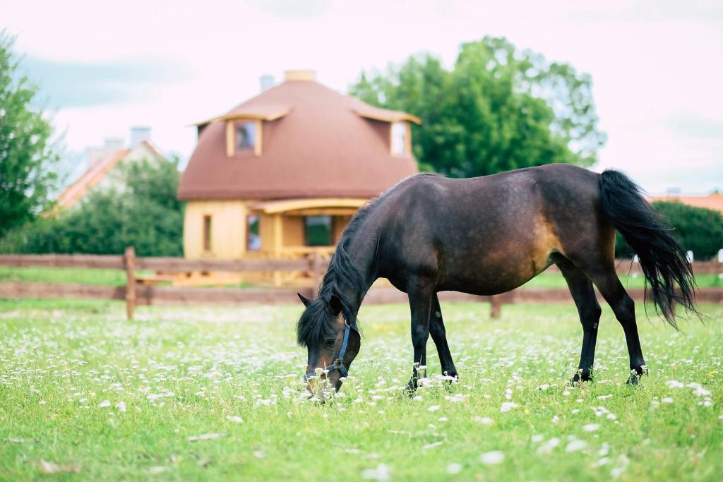 a black horse grazing in a field of grass at Grzybek Maison champignon in Kętrzyn