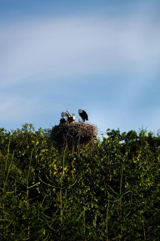 Fotografia z galérie ubytovania Grzybek Maison champignon v destinácii Kętrzyn
