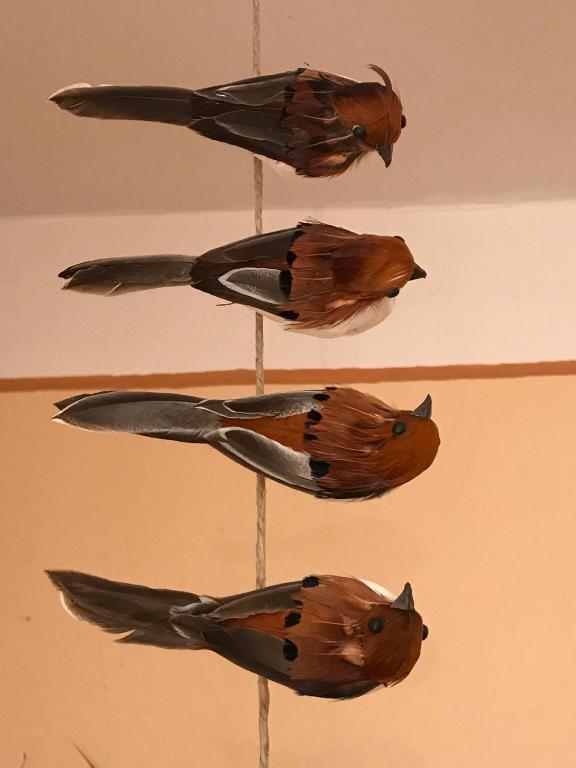 Zvířata v hotelu nebo okolí
