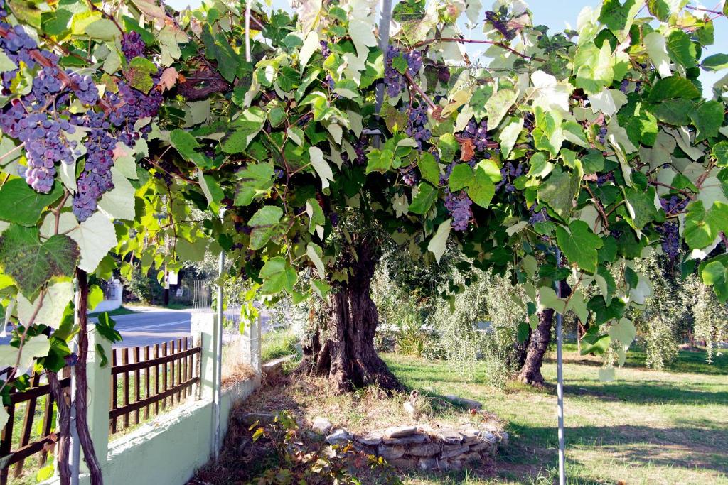 Zahrada ubytování Athina
