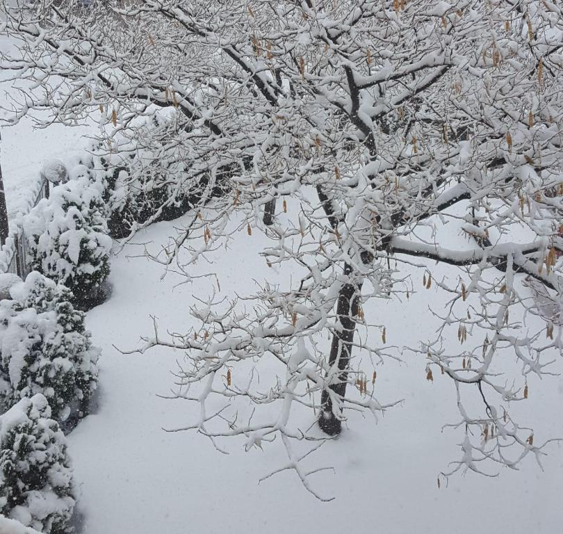 un grupo de árboles cubiertos de nieve en בחיק החרמון en Majdal Shams