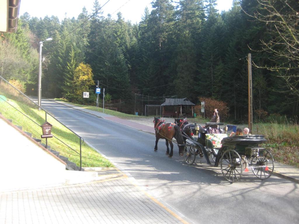 a horse drawn carriage on a road with a person at u Gosi in Krynica Zdrój