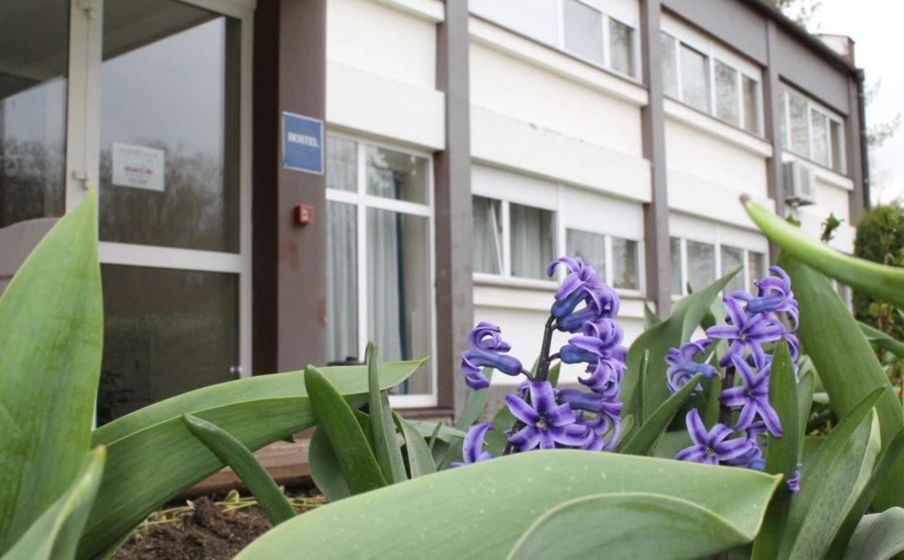 Un mazzo di fiori viola davanti a un edificio. di Hostel Rakitje-Rakitje a Rakitje