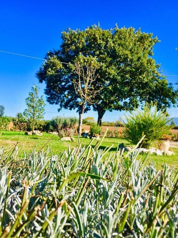 Giardino di B&B zio Domenico