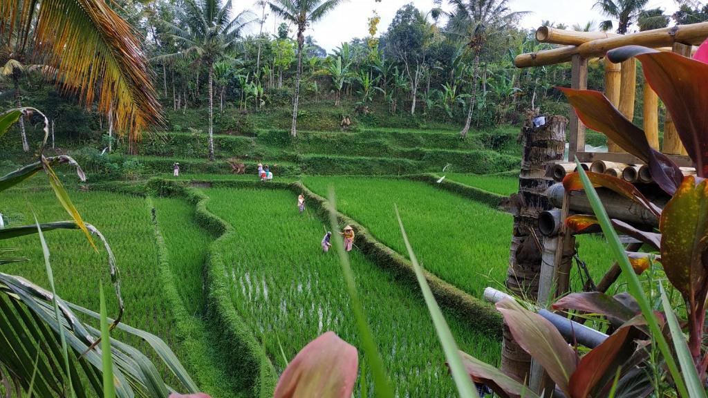 Zahrada ubytování Bale Kembang Kuning