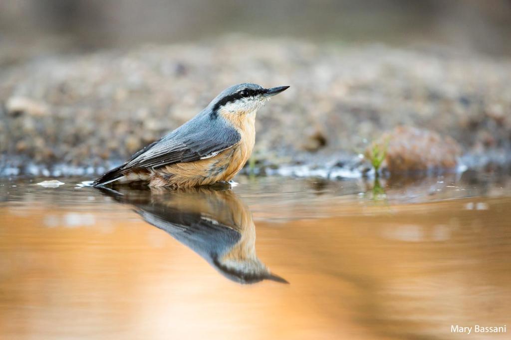 Zvieratá vo vidieckom dome alebo blízkom okolí