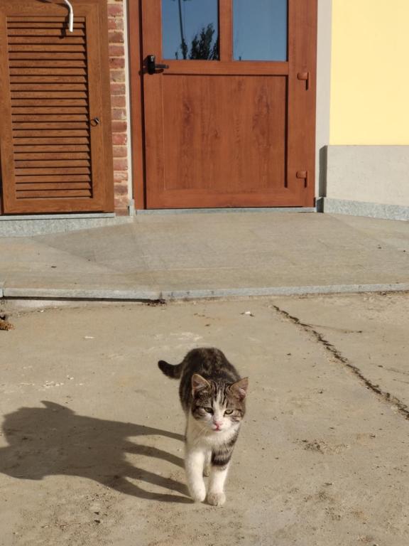 Domácí mazlíčci ubytovaní s hosty v ubytování CASCINA PONTETTO