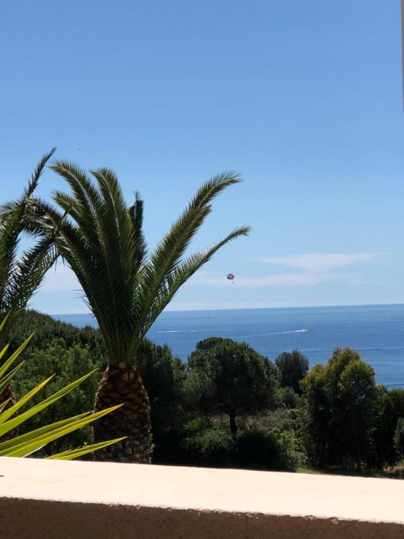 a palm tree on a hill overlooking the ocean at Roches d’azur in Saint-Raphaël