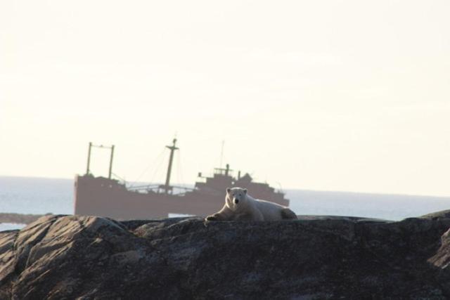 a cow laying on a rock with a ship in the background at Bears Den Guest House in Churchill