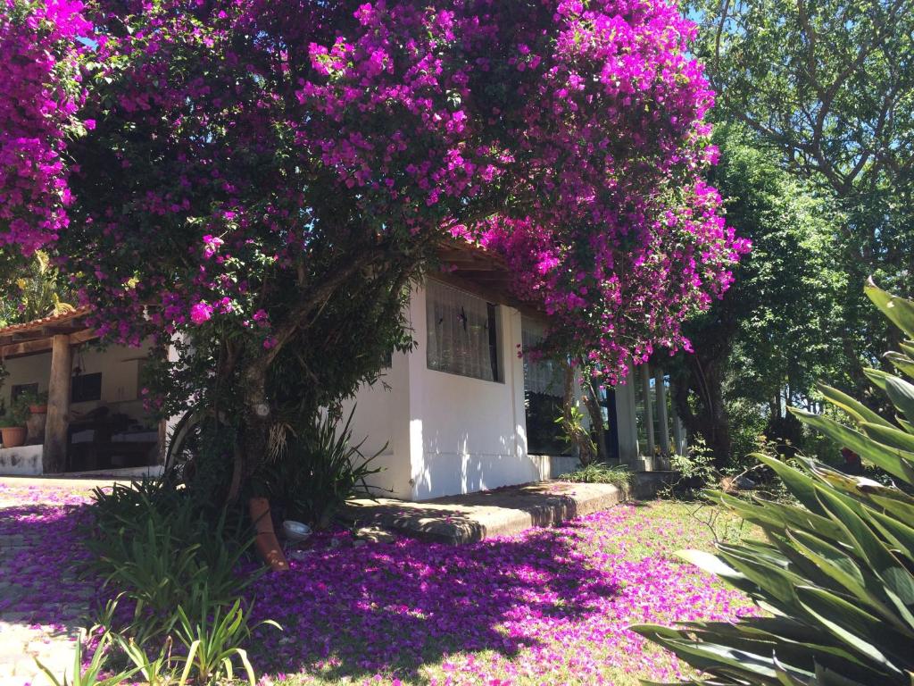  Flores de Cunha