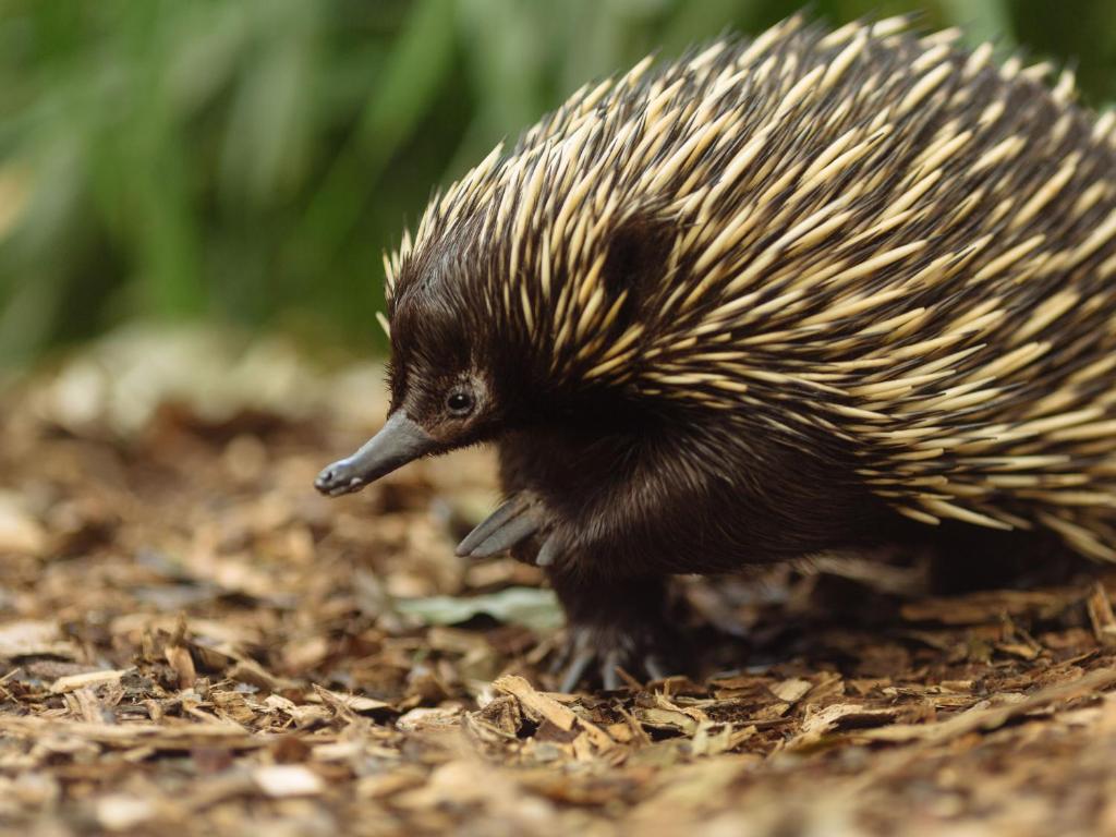 Wildlife Retreat at Taronga - Resim 13