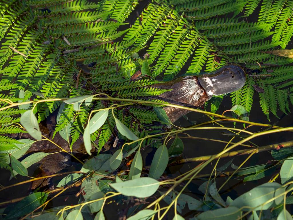 Wildlife Retreat at Taronga - Resim 18