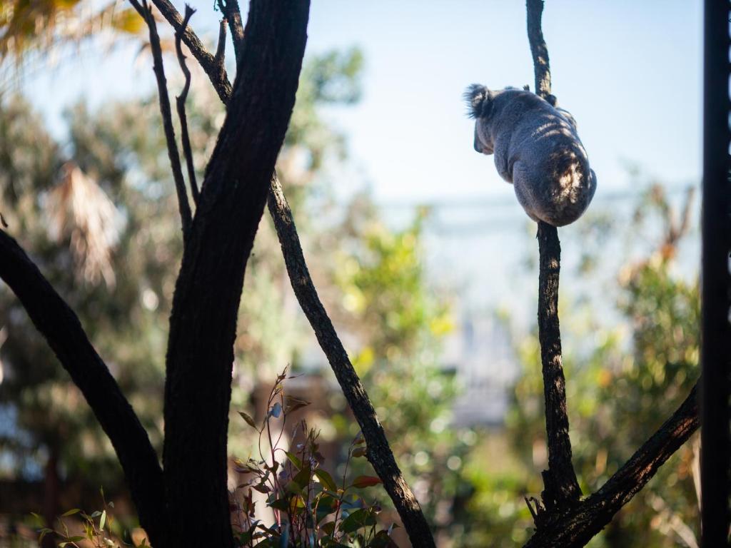 Wildlife Retreat at Taronga - Resim 19