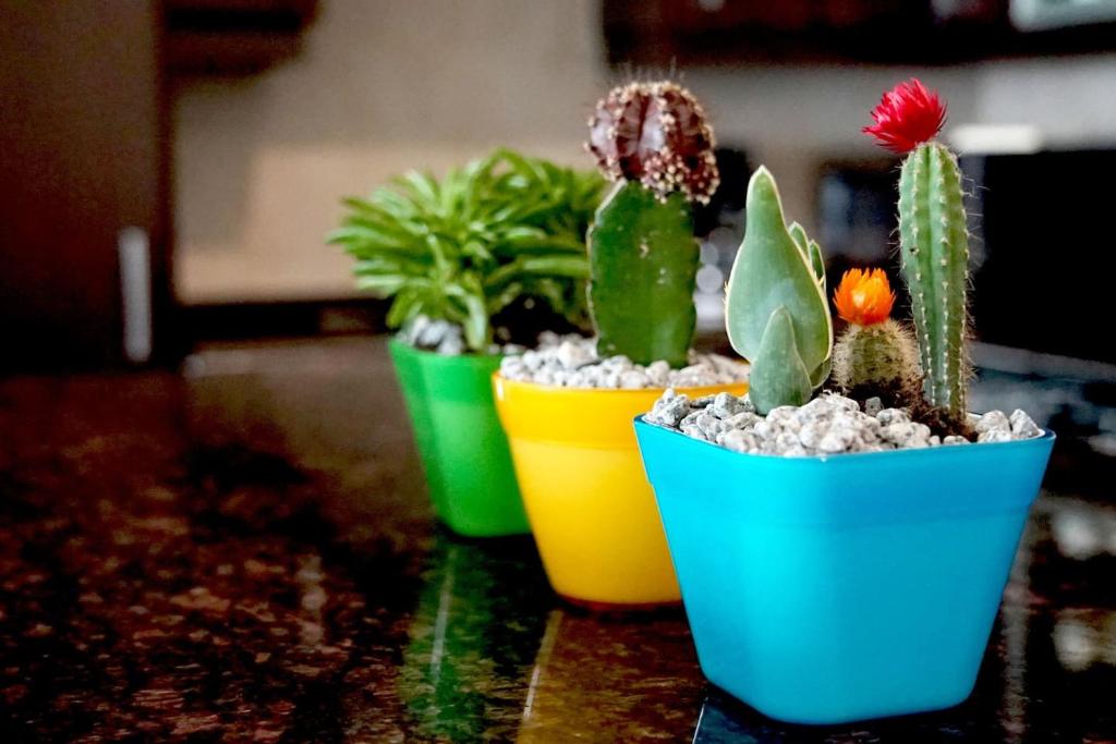 three plants in colorful pots sitting on a counter at Sleek & Cozy Apartment with Pool & Patio In Abdoun in Amman