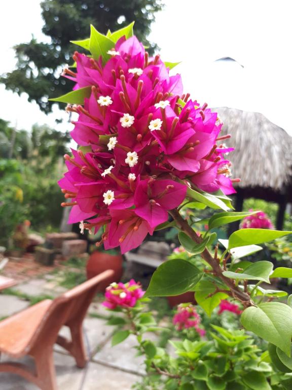 Zahrada ubytování Ngoc Phuong Homestay