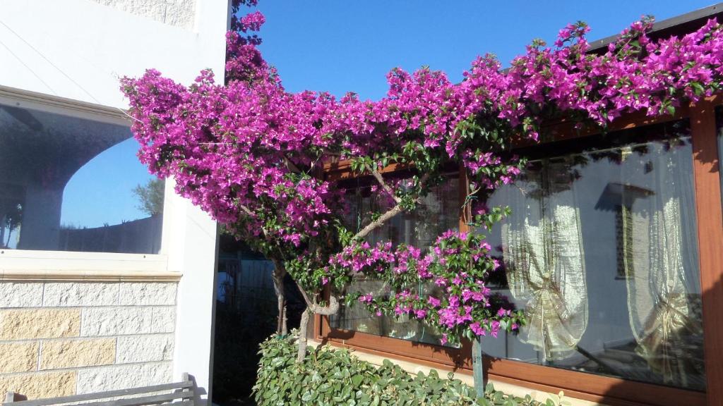 Giardino di B&B La Posada Stintino