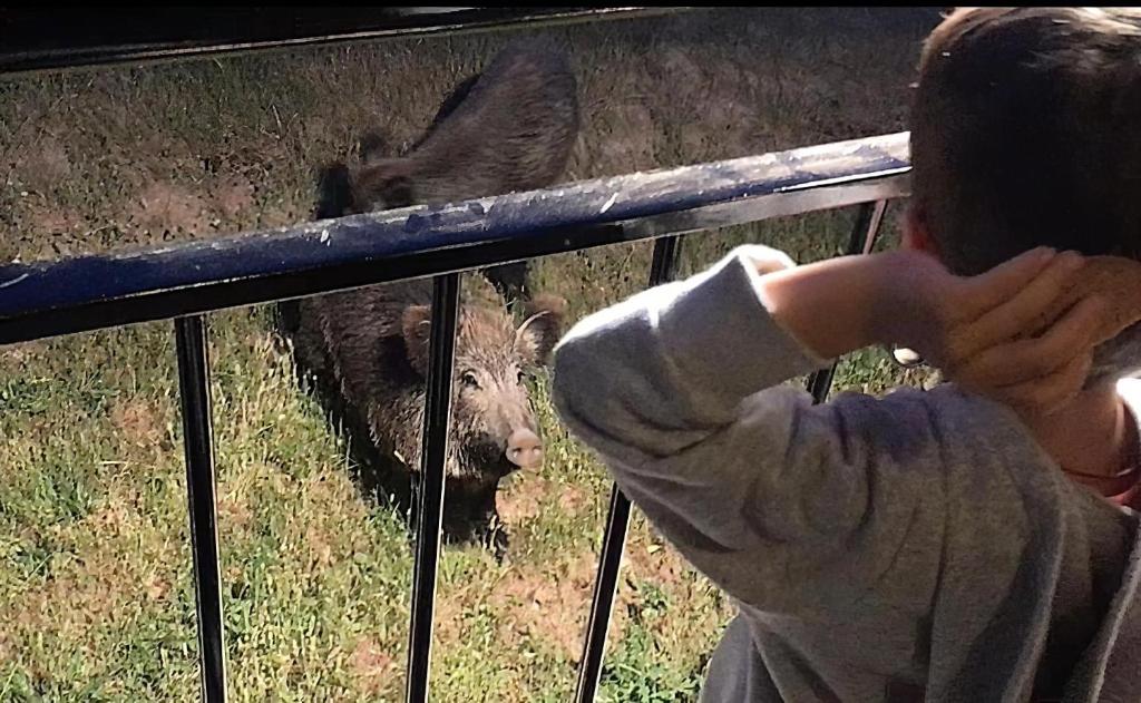 een kind kijkt naar een beer achter een hek bij EL JABALÍ CONTENTO in Arroyo Frio