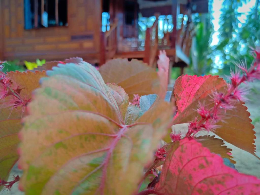 Walk in homestay - 17