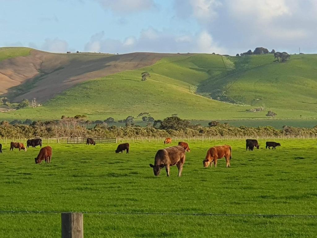 a herd of cows grazing in a green field at Chateau Bass in Bass