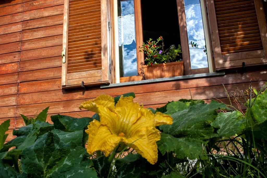 Zahrada ubytování 'O Chalet