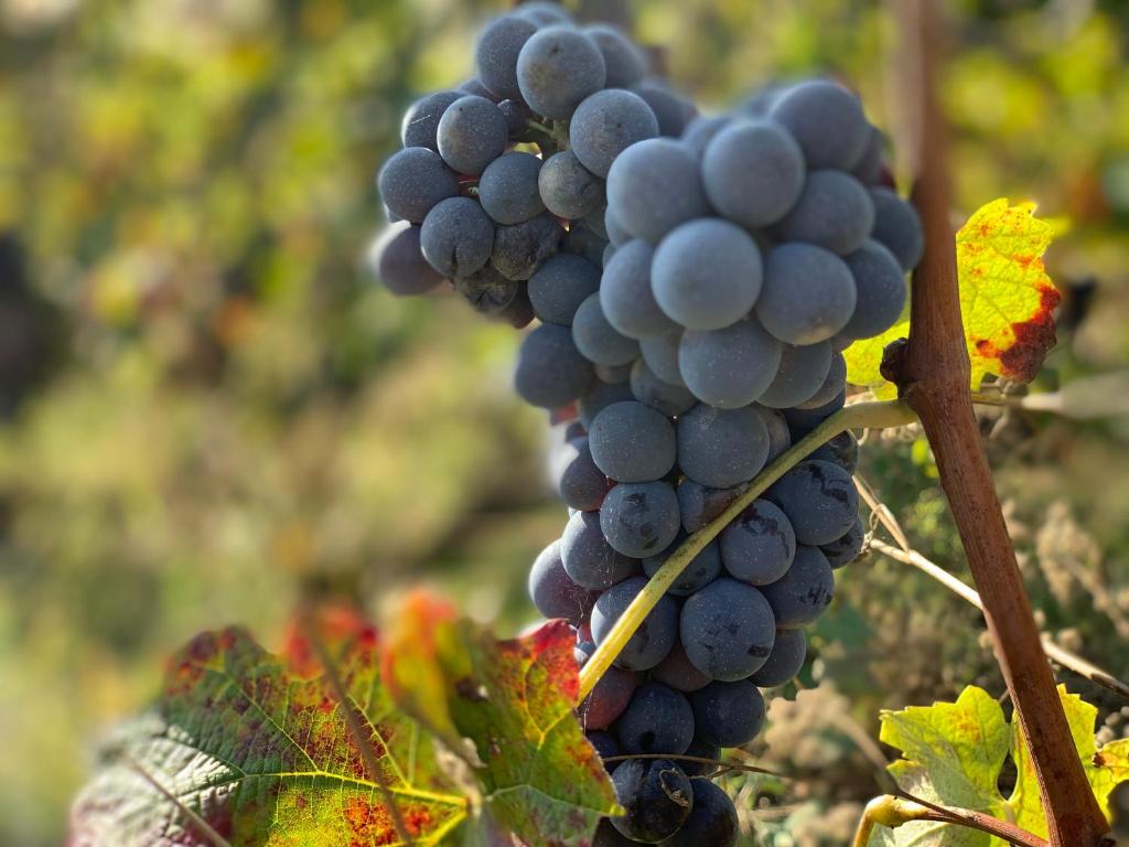 Fotografia z galérie ubytovania NaturalMente Wine Resort v destinácii Agliano Terme