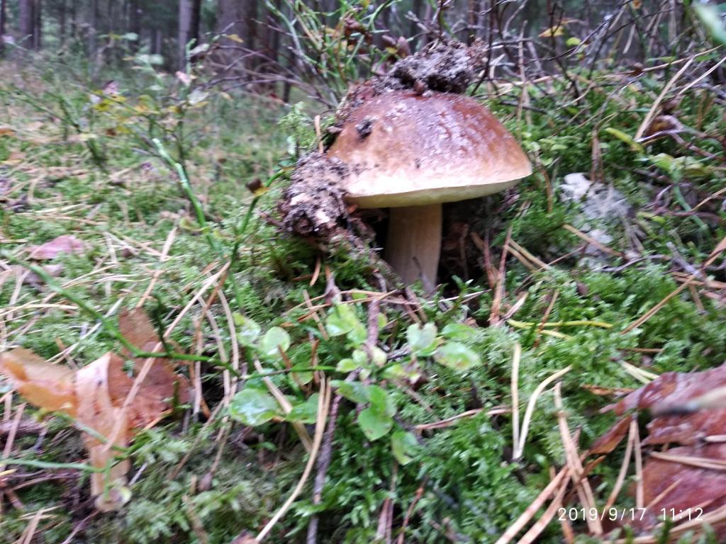 Fotografia z galérie ubytovania Villa Paula Pluski v destinácii Pluski