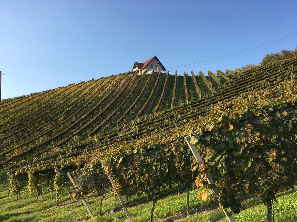 ロイトシャッハにあるWeingartenhausの山頂の家のあるブドウ畑