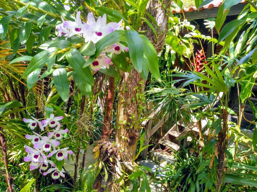  Morada Crisálida