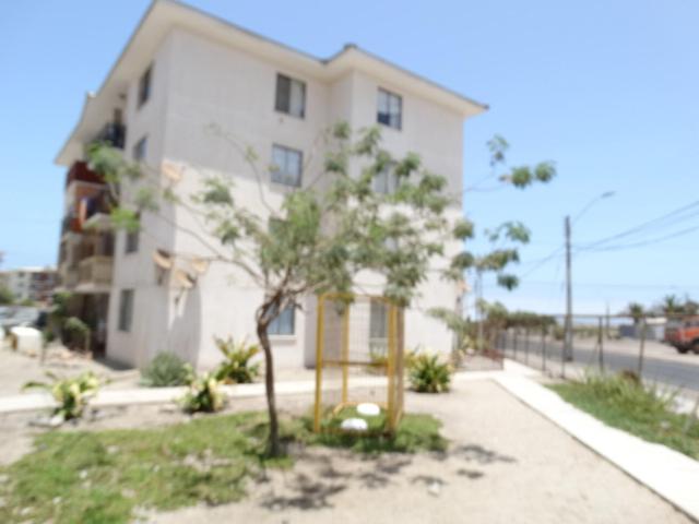 a small tree in front of a white building at D12-E15 Amoblado y equipado a pasos de la playa Arica in Arica