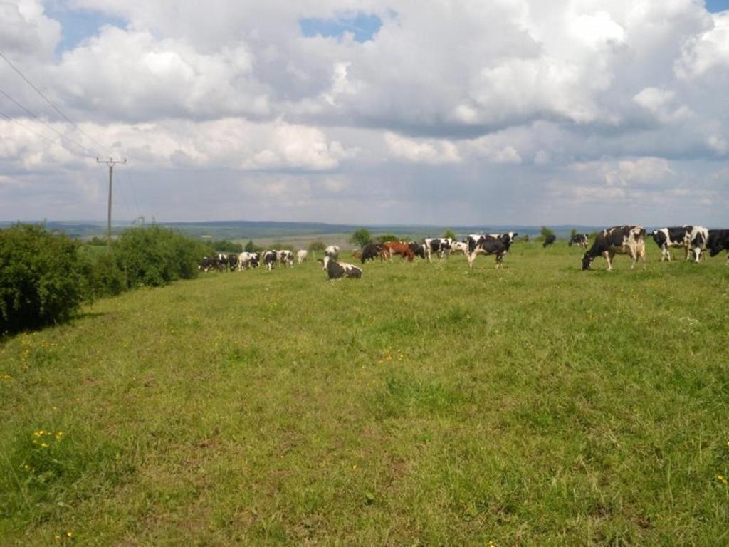 eine Kuhherde, die auf einem Grasfeld weidet in der Unterkunft Ferienhof Lahr in Wincheringen