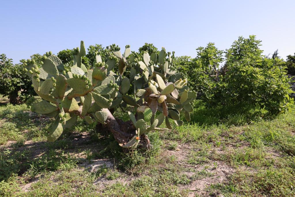Zahrada ubytování masseria Carlini