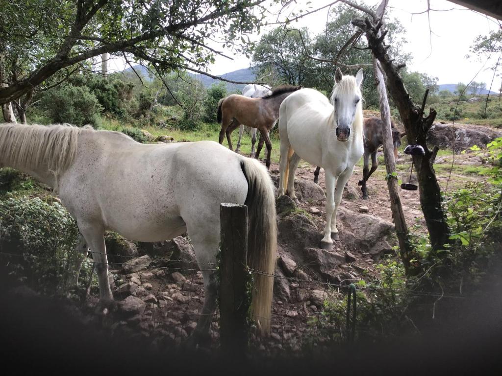 a group of horses standing in a field at Oakfield in Kenmare