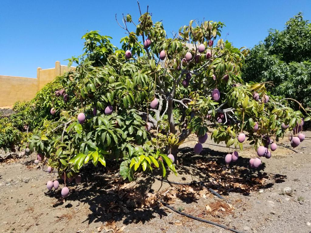Zahrada ubytování Mangos Mar C