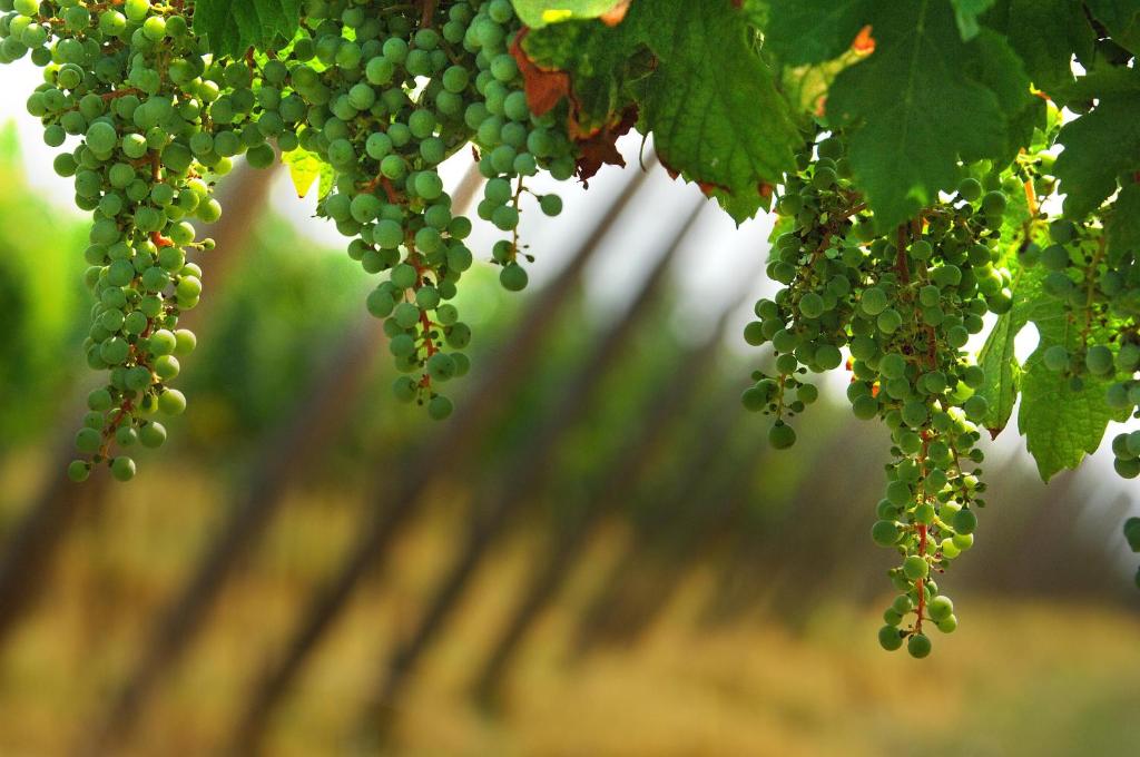 Zahrada ubytování B&B Camignone Franciacorta